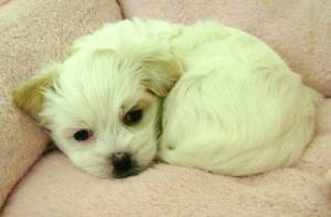 Santé Coton de Tulear