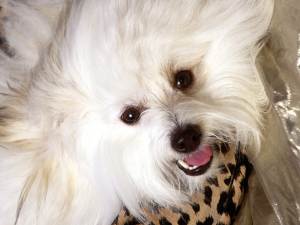 Coton de Tulear