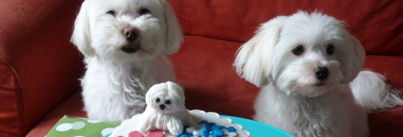 Refus Coton de Tulear