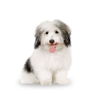 Standard Coton de Tulear Standard et LOF Coton de Tulear